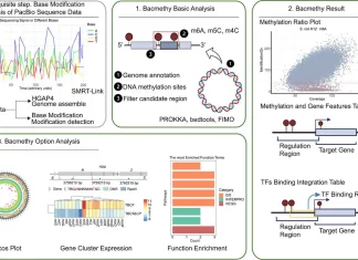 Streamlining Bacterial Epigenomics: Bacmethy, One-Stop Tool for Bacterial DNA Methylation and Gene Regulation Streamlining Bacterial Epigenomics: Bacmethy, One-Stop Tool for Bacterial DNA Methylation and Gene Regulation