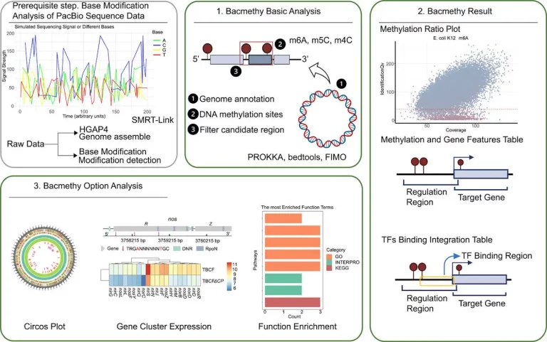 Streamlining Bacterial Epigenomics: Bacmethy, One-Stop Tool for Bacterial DNA Methylation and Gene Regulation