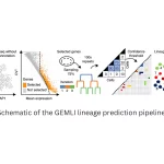Schematic of the GEMLI lineage prediction pipeline.