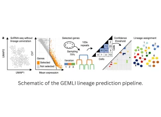 Untangling the Cellular Family Tree: GEMLI Estimates Lineage from scRNA-seq Data Schematic of the GEMLI lineage prediction pipeline.