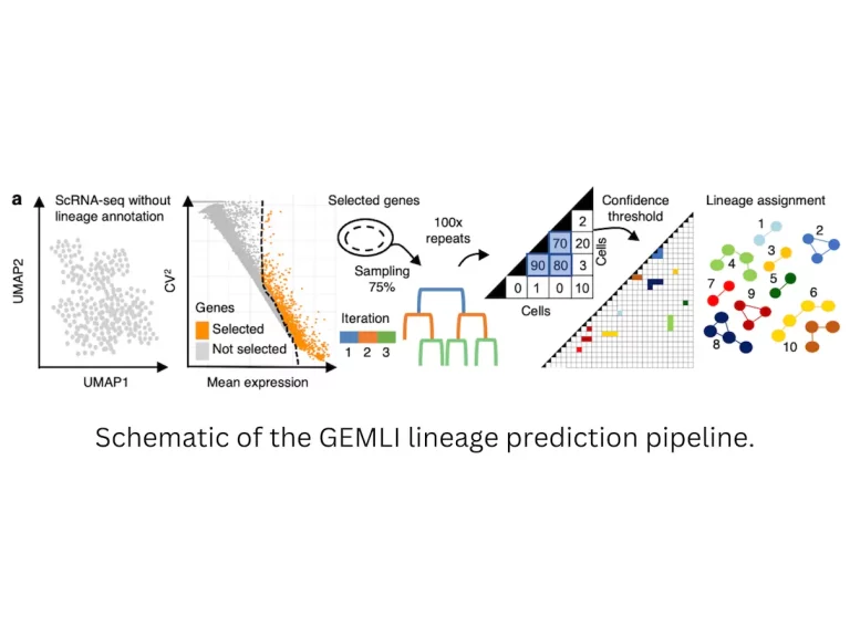 Schematic of the GEMLI lineage prediction pipeline.