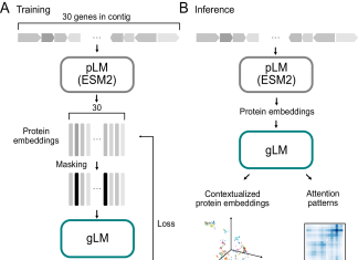 Unlocking Protein Co-regulation: How Genomic Language Models Illuminate Function Predictions Unlocking Protein Co-regulation: How Genomic Language Models Illuminates Function Predictions