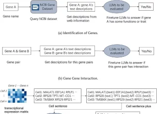 Unlocking Cell Biology with AI: How Large Language Models Comprehend the Complexity of Genes and Cells Unlocking Cell Biology with AI: How Do Large Language Models Comprehend the Complexity of Genes and Cells