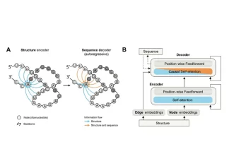 UC Berkeley’s Breakthrough RNA Language Models Predict Mutations that Enhance RNA Function RNA Language Models