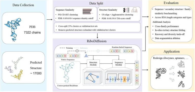Cracking the RNA Inverse Folding Puzzle with RiboDiffusion's Generative Diffusion Approach