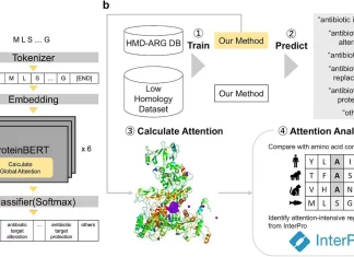 Turning the Tide Against Antibiotic Resistance: Protein-BERT’s Accurate and Interpretable Predictions Turning the Tide Against Antibiotic Resistance: Protein-BERT's Accurate and Interpretable Predictions