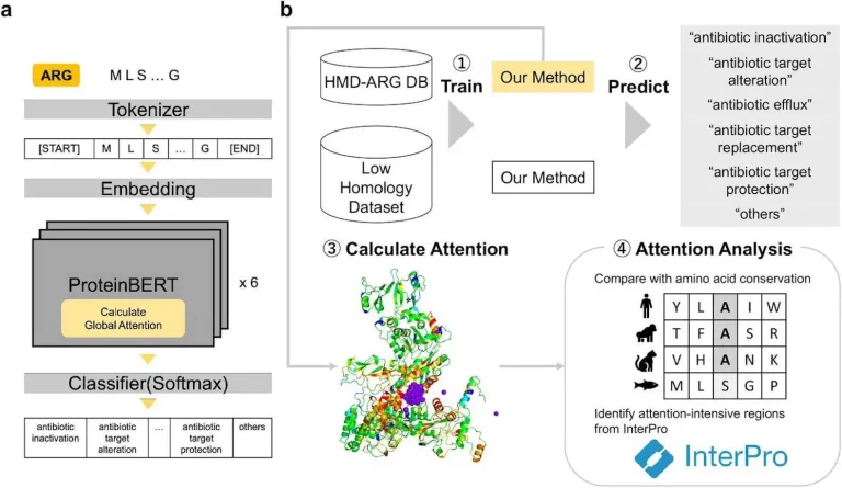 Turning the Tide Against Antibiotic Resistance: Protein-BERT's Accurate and Interpretable Predictions