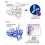 Revolutionizing Antibody Structure-based Design with AntiFold: A Breakthrough in Inverse Folding Technology