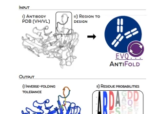 Revolutionizing Antibody Structure-based Design with AntiFold: A Breakthrough in Inverse Folding Technology Revolutionizing Antibody Structure-based Design with AntiFold: A Breakthrough in Inverse Folding Technology