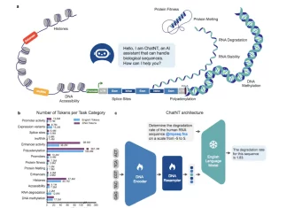 Unveiling ChatNT: The Conversational AI Revolutionizing How We Explore DNA, RNA & Proteins Unveiling ChatNT: The Conversational AI Revolutionizing How We Explore DNA, RNA & Proteins