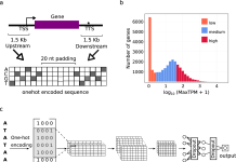From Genome to Function: AI Predicts Gene Regulation in Newly Sequenced Plants From Genome to Function: AI Predicts Gene Regulation in Newly Sequenced Plants
