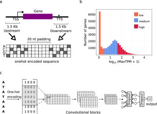 From Genome to Function: AI Predicts Gene Regulation in Newly Sequenced Plants From Genome to Function: AI Predicts Gene Regulation in Newly Sequenced Plants
