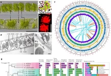 Did Aquatic Algae Pave the Way for Lush Forests? New Research Suggests Yes! Did Aquatic Algae Pave the Way for Lush Forests? New Research Suggests Yes!