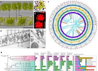 Did Aquatic Algae Pave the Way for Lush Forests? New Research Suggests Yes! Did Aquatic Algae Pave the Way for Lush Forests? New Research Suggests Yes!