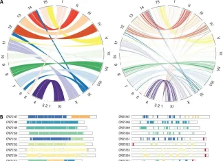SYNY: A Powerful Pipeline for Investigating and Visualizing Genome Collinearity SYNY: A Powerful Pipeline for Investigating and Visualizing Genome Collinearity