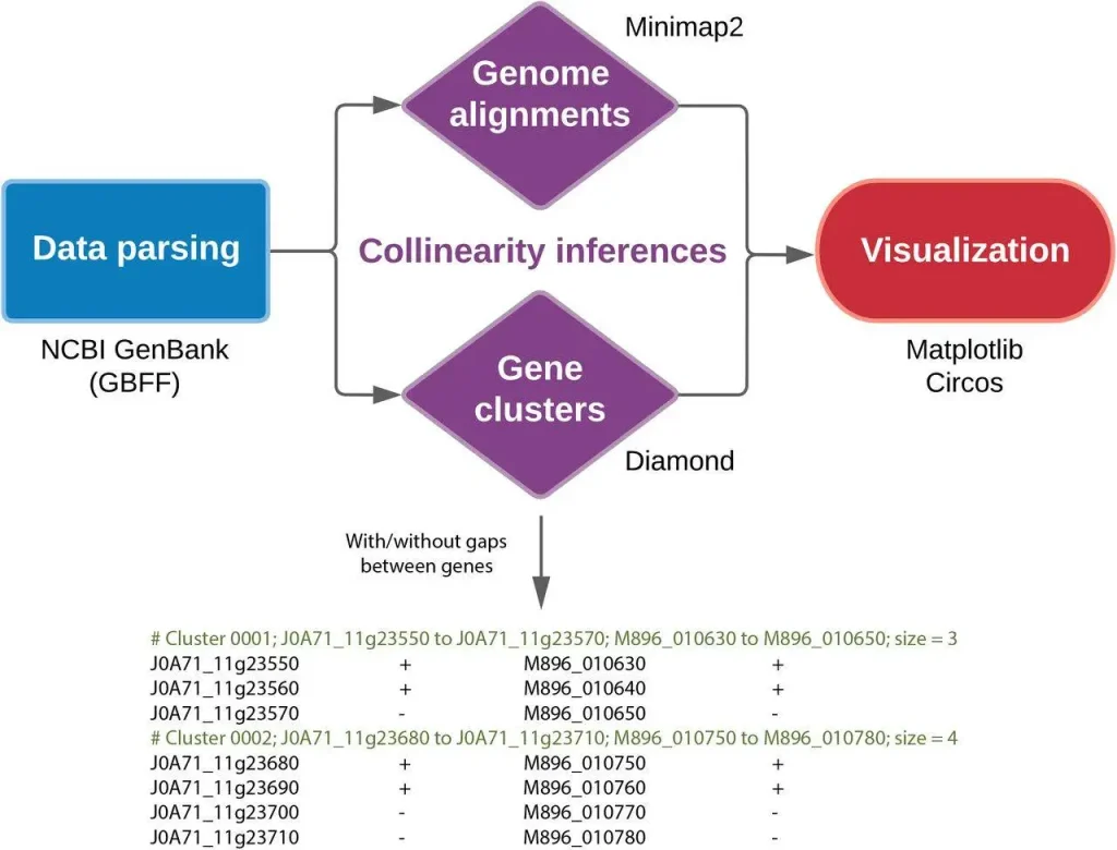 SYNY: A Powerful Pipeline for Investigating and Visualizing Genome Collinearity