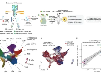 Decoding VEXAS Syndrome: How Single-Cell Genotype-Phenotype Mapping Identifies New Treatment Avenues Decoding VEXAS Syndrome: How Single-Cell Genotype-Phenotype Mapping Identifies New Treatment Avenues