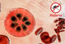 Outsmarting the Malaria Parasite: SMART Researchers Decode the Mystery of Drug Resistance Mechanism Outsmarting the Malaria Parasite: SMART Researchers Decode the Mystery of Drug Resistance Mechanism