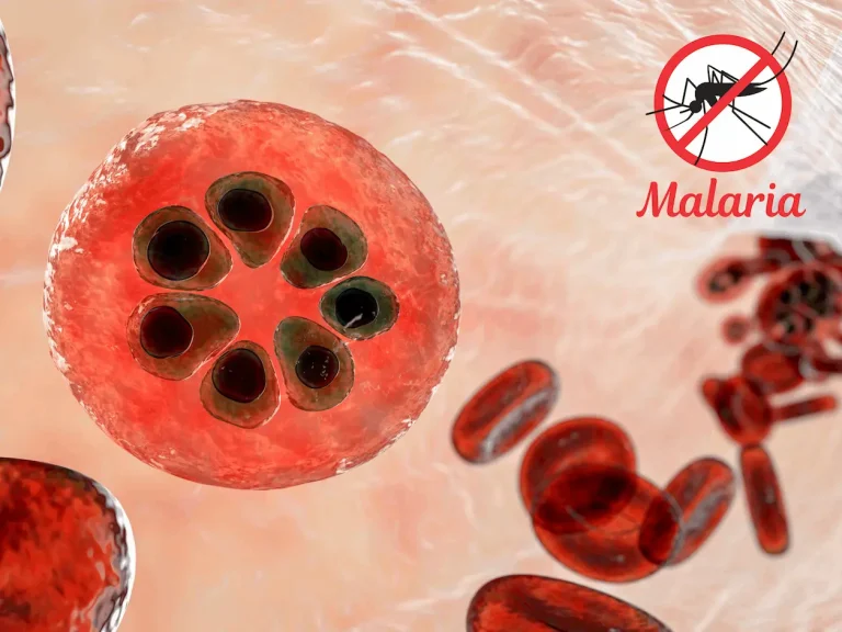 Outsmarting the Malaria Parasite: SMART Researchers Decode the Mystery of Drug Resistance Mechanism