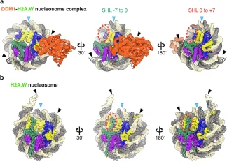Molecular Mechanism of DDM1: How This Plant Protein Silences “Jumping Genes” Molecular Mechanism of DDM1: How This Plant Protein Silences "Jumping Genes"