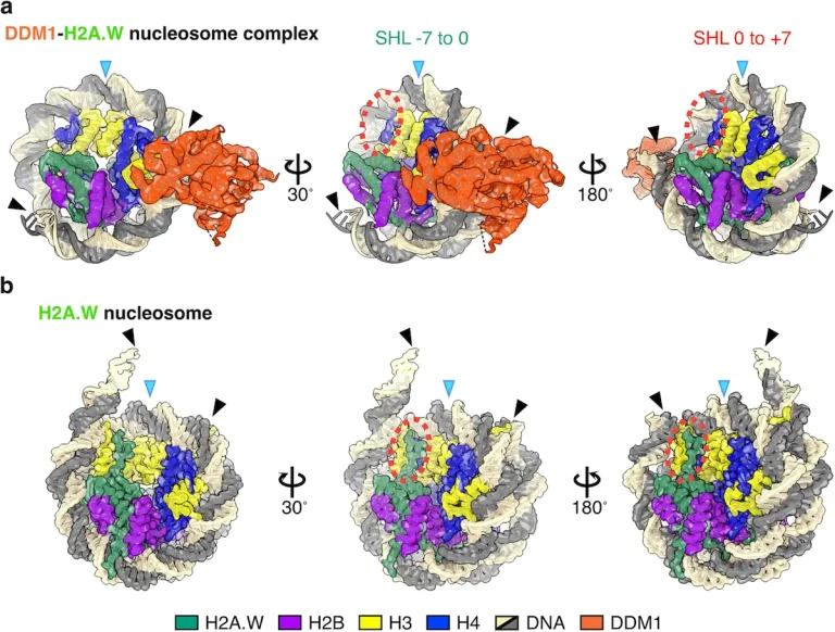 Molecular Mechanism of DDM1: How This Plant Protein Silences "Jumping Genes"