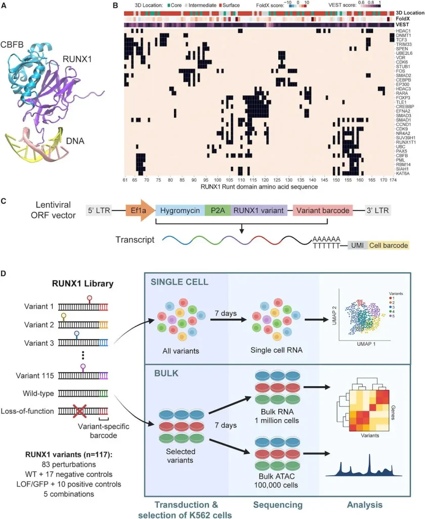 Decoding the Impact of Mutations: Interface-Guided Phenotyping of RUNX1 Transcription Factor Reveals New Insights