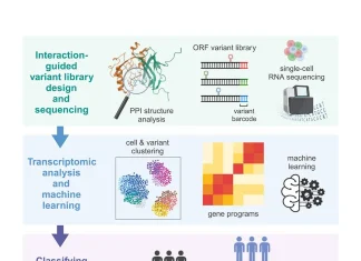 Decoding the Impact of Mutations: Interface-Guided Phenotyping of RUNX1 Transcription Factor Reveals New Insights Decoding the Impact of Mutations: Interface-Guided Phenotyping of RUNX1 Transcription Factor Reveals New Insights