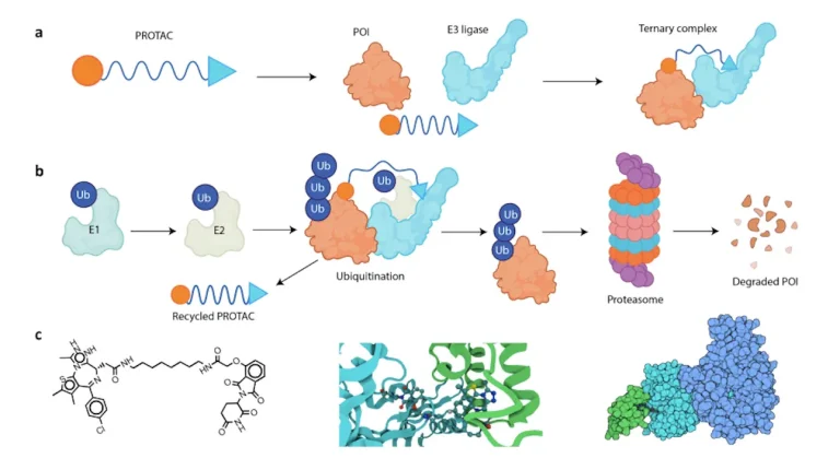 The Future of Drug Design: How Machine Learning is Revolutionizing PROTAC Development.