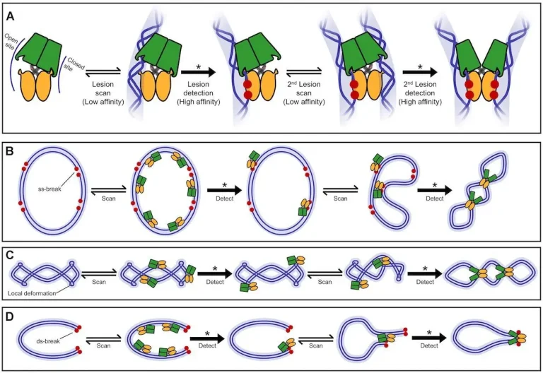 A DNA Damage Repair Superhero 'DdrC'