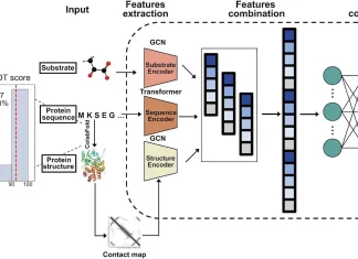 DeepEnzyme Improves Enzyme Turnover Prediction Accuracy Leveraging Deep Learning and Protein 3D-Structure Features Unlocking the Potential of Enzyme Engineering with DeepEnzyme: A Deep Learning Approach to Predicting Enzyme Turnover Numbers
