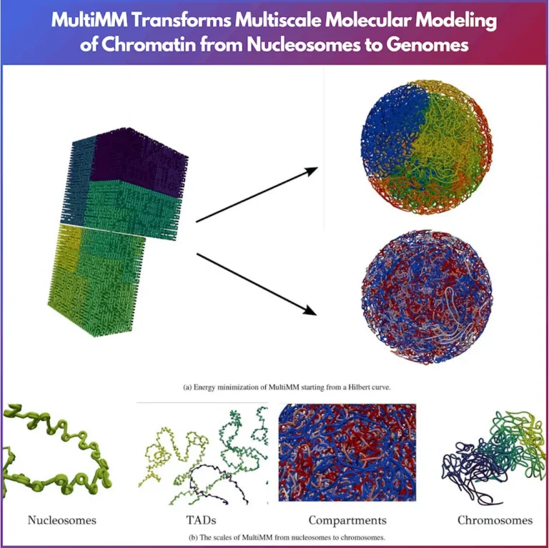 Exploring Chromatin: How MultiMM Transforms Multiscale Molecular Modeling from Nucleosomes to Genomes