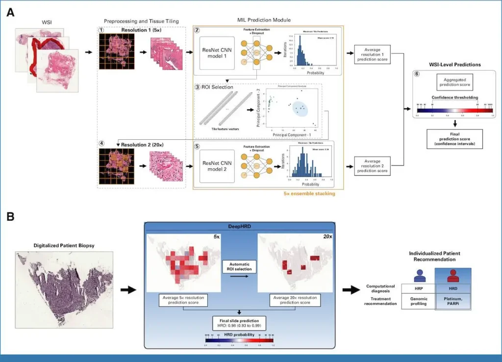 Multiresolution convolutional neural network architecture to detect HRD from histopathologic tissue slides.