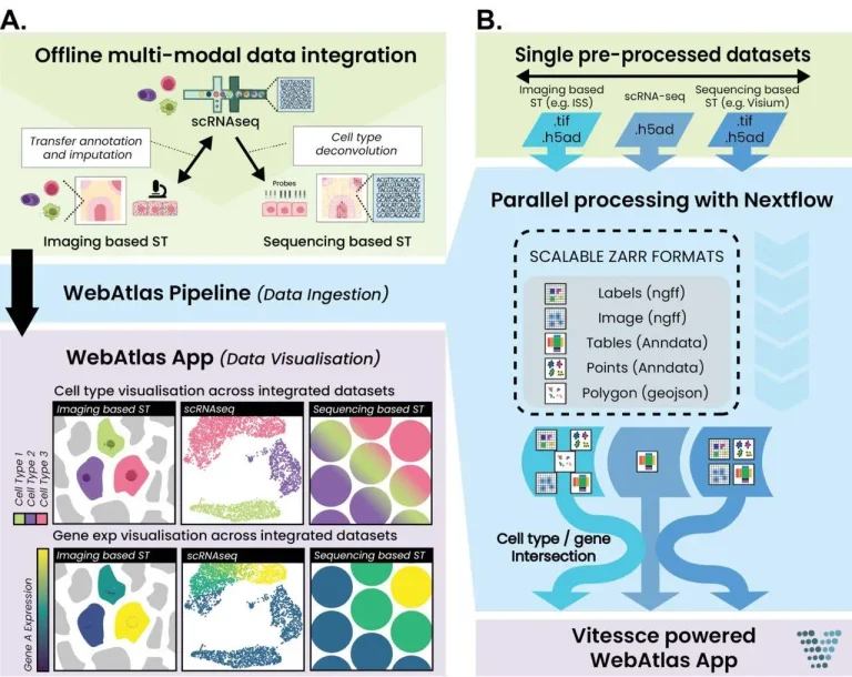 WebAtlas: A Powerful Tool for Integrated Single Cell and Spatial Transcriptomic Data Analysis