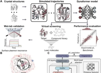 Unlocking Molecular Dynamics: Dynaformer, a Graph-Based Deep Learning Model for Binding Affinity Prediction Unlocking Molecular Dynamics: Dynaformer, a Graph-Based Deep Learning Model for Binding Affinity Prediction