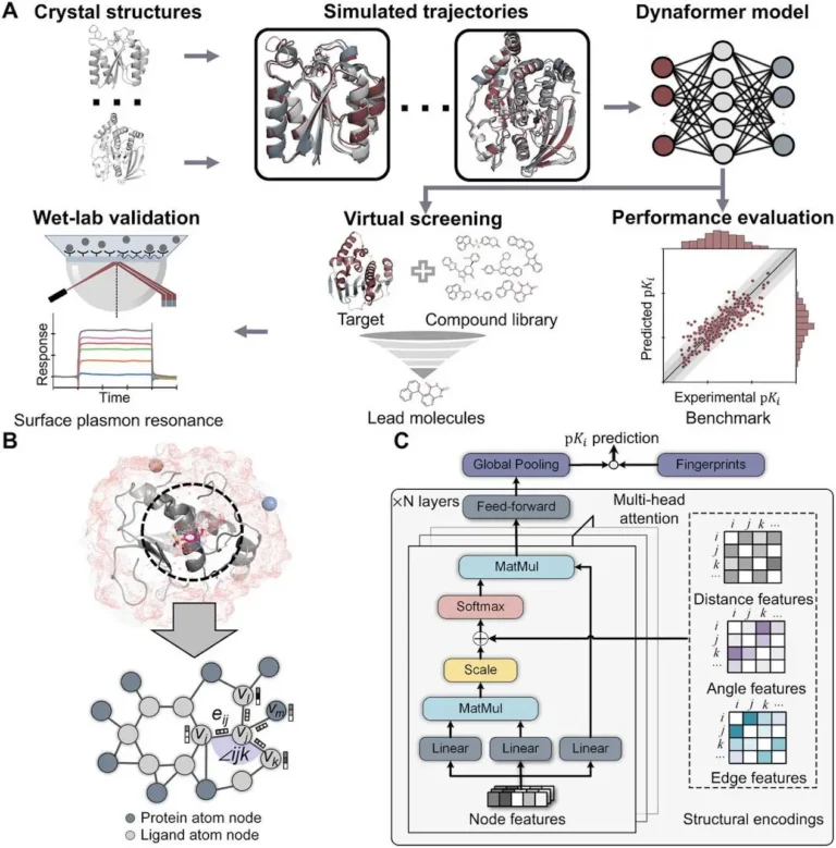 Unlocking Molecular Dynamics: Dynaformer, a Graph-Based Deep Learning Model for Binding Affinity Prediction