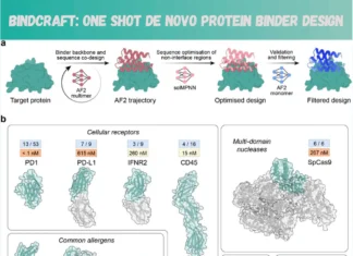 BindCraft: Redefining Protein Binder Design with AI and One-Shot Precision BindCraft: Redefining Protein Binder Design with AI and One-Shot Precision