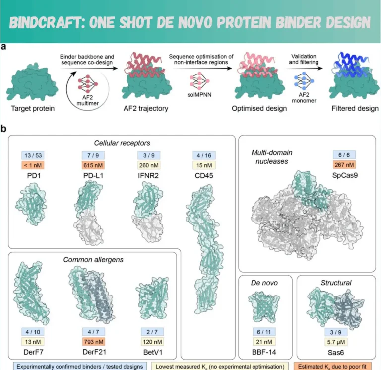 BindCraft: Redefining Protein Binder Design with AI and One-Shot Precision