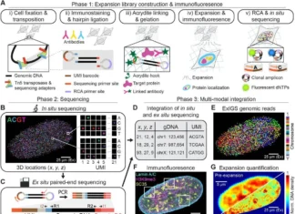 Expansion in situ Genome Sequencing: A New Tool for Studying Nuclear Abnormalities Expansion in situ Genome Sequencing: A New Tool for Studying Nuclear Abnormalities