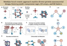 Building with Proteins: A New Modular Approach to Nanomaterials Design Building with Proteins: A New Modular Approach to Nanomaterials Design