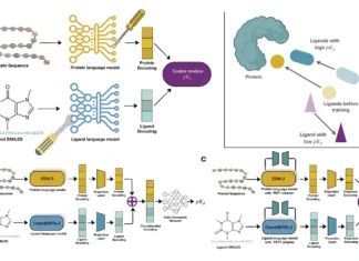 How BALM is Redefining Binding Affinity Prediction for Unseen Targets and Drugs How BALM is Redefining Binding Affinity Prediction for Unseen Targets and Drugs