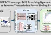 EPBDxDNABERT-2: A Multi-Modal Deep Learning Model for Enhanced Transcription Factor DNA Binding Prediction EPBDxDNABERT-2: A Multi-Modal Deep Learning Model for Enhanced Transcription Factor DNA Binding Prediction