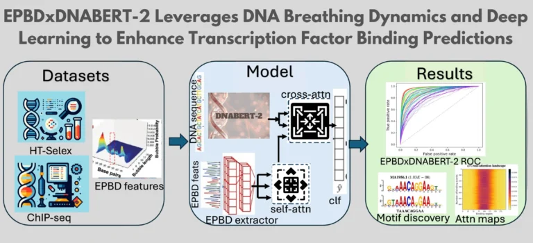 EPBDxDNABERT-2: A Multi-Modal Deep Learning Model for Enhanced Transcription Factor DNA Binding Prediction