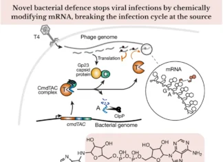 New Bacterial Anti-Viral Defense System Revealed: How mRNA Alteration Stops Infection New Bacterial Anti-Viral Defense System Revealed: How mRNA Alteration Stops Infection