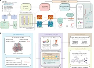 RhoFold+: Transforming RNA 3D Structure Prediction with Deep Learning RhoFold+: Transforming RNA 3D Structure Prediction with Deep Learning