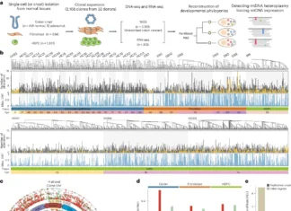Exploring Mitochondrial DNA Mutations with Mosaicism in Cancer and Aging Exploring Mitochondrial DNA Mutations with Mosaicism in Cancer and Aging