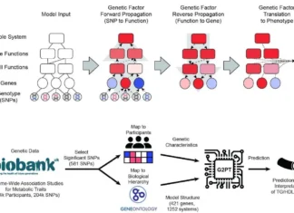 The G2PT Model: Bridging the Gap Between Genotype and Phenotype Using Hierarchical Transformers The G2PT Model: Bridging the Gap Between Genotype and Phenotype Using Hierarchical Transformers