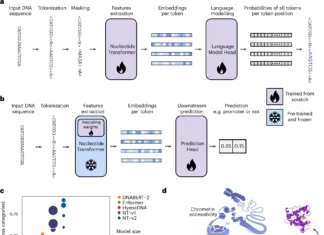 The Nucleotide Transformer: How Foundation Models are Shaping Human Genomics The Nucleotide Transformer: How Foundation Models are Shaping Human Genomics