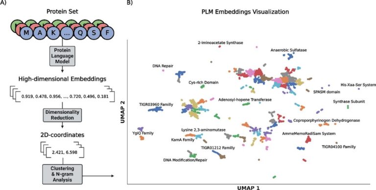 Protein Language Visualizer: A New Era of Sequence Similarity Exploration