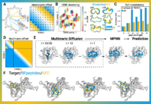 AI-Driven Macrocycle Design: How RFpeptides Generate High-Affinity Protein Binders for Diagnostics and Therapeutics AI-Driven Macrocycle Design: How RFpeptides Generate High-Affinity Protein Binders for Diagnostics and Therapeutics
