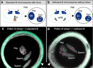 Decoding the Genetic Mechanism of B Chromosome Drive in Rye Decoding the Genetic Mechanism of B Chromosome Drive in Rye